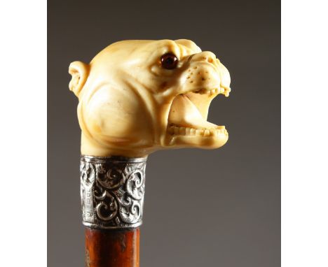 A VICTORIAN IVORY HANDLED WALKING STICK, carved as a BULLDOG, with engraved silver band 1869. 3ft long.