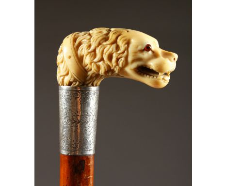 A VICTORIAN IVORY HANDLED WALKING STICK, carved as a DOG, with engraved silver band. 2ft 11ins long.