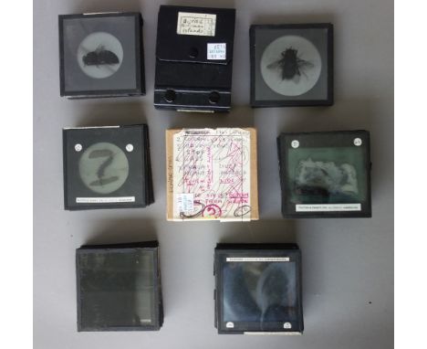 A quantity of three inch magic lantern slides, early 20th century, depicting natural history, insects, lizards and other anim