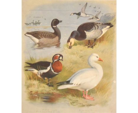 After Archibald Thorburn, a set of 24 bird prints, 27x22cm, in mahogany effect frames.Qty: 24