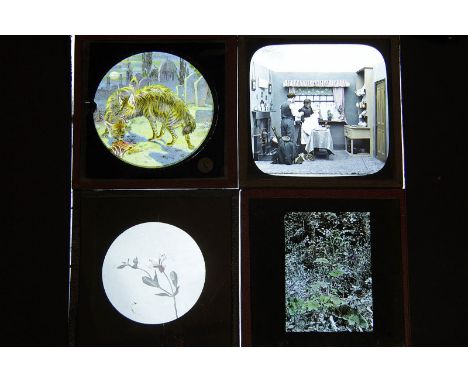 Magic Lantern Slides: 3¼in. square, including microscope specimens, coloured slides of floral specimens, story sets and other