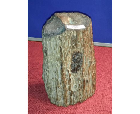 Tree trunk fossil, 19cm tall