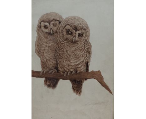 20th Century British School Two Owls Seated On A Branch Lithograph Indistinctly signed lower right Framed and glazed Picture 