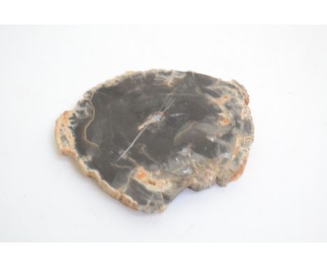 A polished slice of fossil wood - MadagascarApproximate diameter 8cm, 94.7 grams