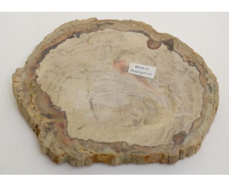 A polished slice of fossil wood. Jurassic - MadagascarApproximate diameter 8cm, 103.4 grams