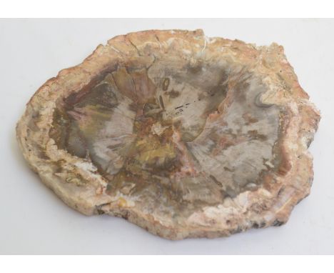 Polished fossil wood - MadagascarApproximate diameter 8cm, 77.5 grams
