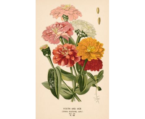 * Botany. A collection of approximately 650 prints, 19th &amp; early 20th century, engravings and lithographs of botanical sp