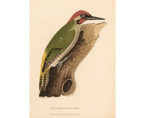 Tucker (Andrew G. C.). Ornithologia Danmoniensis, 2 parts in 1 volume [all published], 1st edition, London: Printed for the a