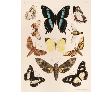 Saalmuller (Max). Lepidopteren von Madagascar. Neue und wenig bekannte arten zumeist aus der Sammlung der Senckenberg'schen n