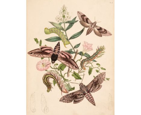 Humphreys (Henry Noel &amp; John Obadiah Westwood). British Moths and their Transformations, 2 volumes, 1st edition, London: 