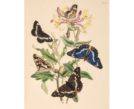 Humphreys (Henry Noel &amp; John Obadiah Westwood). British Butterflies and their Transformations, 1st edition, London: Willi