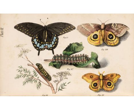 Jaeger (B. &amp; Preston, H.C.). The Life of North American Insects, Published for the Author, Providence: Sayles, Miller &am