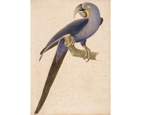 Descourtilz (Jean-Theodore). Ornithologie Brésilienne, ou histoire des oiseaux du Brésil, remarquables par leur plumage, leur