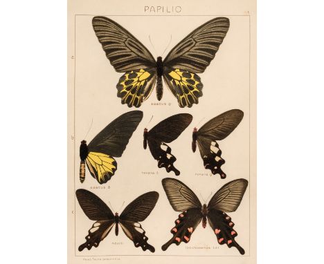 Seitz (Adalbert). The Macrolepidoptera of the World. Volume I only (of 4), The Macrolepidoptera of the Palearctic Region. The
