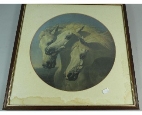 A Framed Print of Three White Horses "Pharaoh's Horses" 
