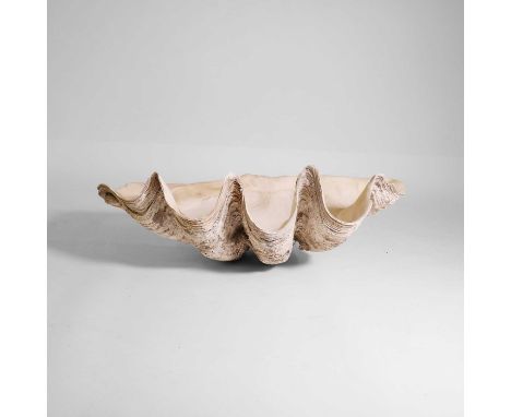 A giant clam shell (Tridacna gigas), 98cm wide58cm deep38.5cm highProvenance: Purchased in Ostend, Belgium, c.2010.Condition 