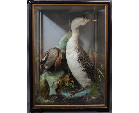 Taxidermy - A red throated Diver and a common Merganser  on a rocky outcrop with leaves and reeds, cased, 62.5cm high x 44.5c
