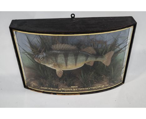 Taxidermy: A Perch within a naturalistic setting bow fronted case with gilt lettering 'Caught in the Lea at Tottenham by W. P