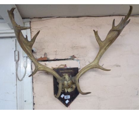 A set of antlers with attached skull cap, mounted on shield shaped wooden plaque - sold with a shooting stick