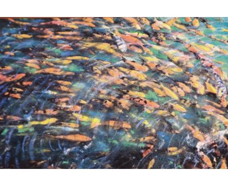 Harold Riley (B. 1934): artist signed print, Koi Carp, pencil signed and dated 1972, 26 x 37 cm. Not available for in-house P