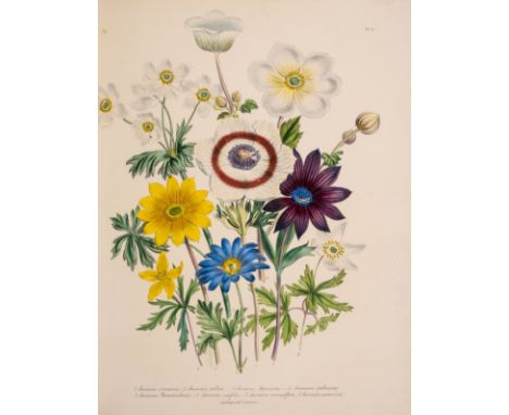 Loudon (Jane Webb) The Ladies' Flower-Garden of Ornamental Perennials, 2 vol., 1843-44; The Ladies' Flower-Garden of Ornament
