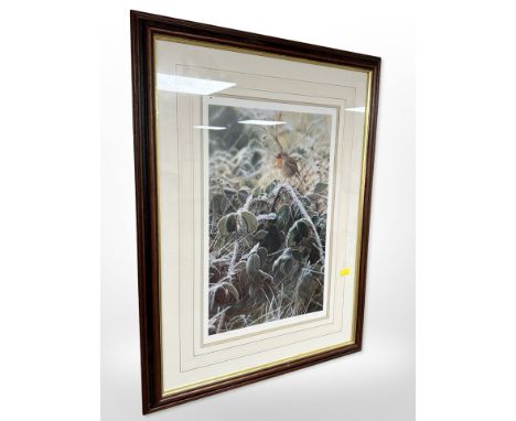 After Steven Townsend : Robin, limited edition colour print, signed in pencil and numbered 41/400, 40 cm x 25 cm 