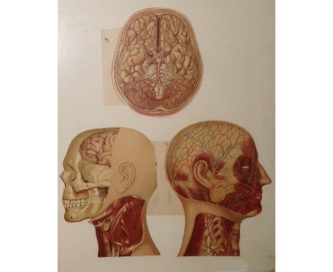 A framed print from a medical book of the human brain in sections and two other framed prints (3) 
