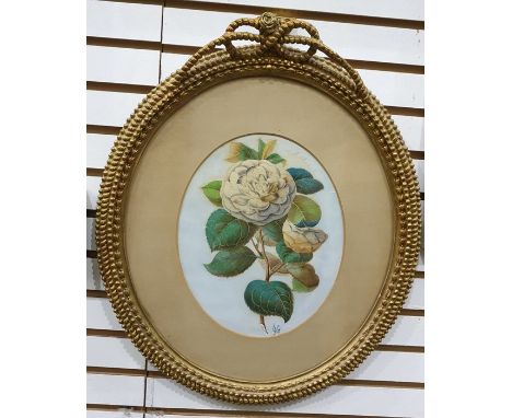 Watercolour drawing unattributed monogrammed JG, study of white rose in ornate gilt rope husk and ribbon surmounted frame ova