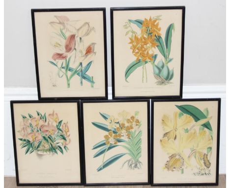 A set of 5 vintage coloured botanical prints named for L. Reeve &amp; Co of Covent Garden, also named for Frederick William T