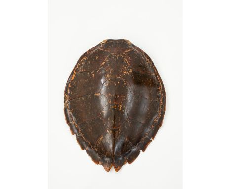 An antique taxidermy Hawksbill Turtle shell or carapace, likely late 19th or early 20th century, from the collection of Sir C