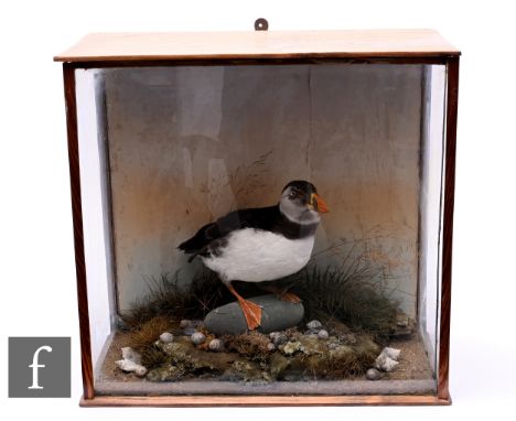 An early 20th Century taxidermy study of a puffin in seashore setting with shells to the foreground, in a glazed pine case, 4