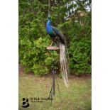 Victorian Taxidermy Peacock