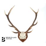 Pair of Antlers
