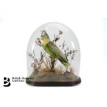 Victorian Taxidermy Parrot