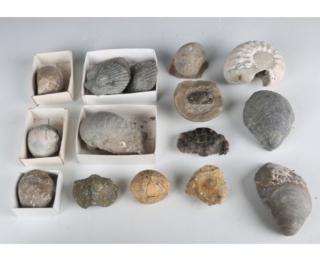 A collection of fossil specimens, including a crab specimen, width 7cm, belemnites, ammonites and other sea life.Buyer’s Prem