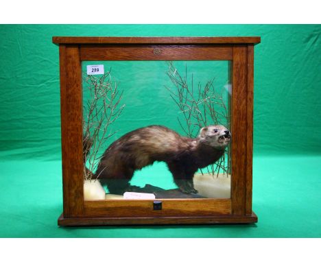 A CASED TAXIDERMY STUDY OF A FERRET ON A LOG (CASE CONVERTED FROM VINTAGE SCALES CASE BY PHILIP HARRIS, CASE SIZE - W 46CM, D