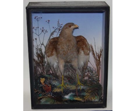 * A Victorian taxidermy Chanting Goshawk (Melierax metabates), full mount front facing with slightly outstretched wings, perc