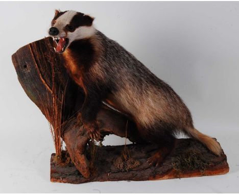 * A large taxidermy Badger (Meles meles) full adult mount in snarling pose on a tree stump, h.53cm.Condition report: From ‘A 