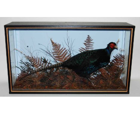* A taxidermy Melanistic Cock Pheasant (Phasianus colchirus), mounted in a naturalistic setting, within a glazed display case