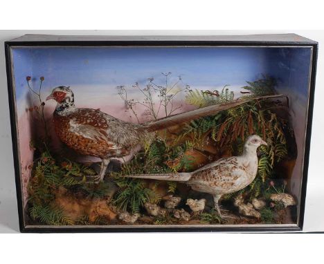 * Attributed to W. Lowne of Great Yarmouth, a pair of taxidermy English Pheasants (Phasianus colchicus) male and female full 