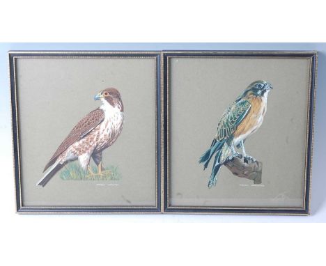 * Doreen Lancaster, (British 20th century), study of a Peregrine Falcon (Falco peregrinus) and a Brown Falcon (Falco berigora