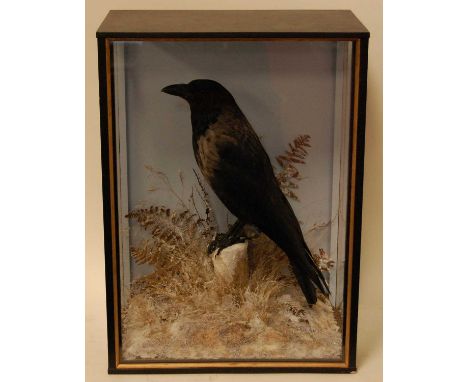 * A taxidermy Crow (Corvus cormix), (corone &amp; cornix), full mount, perched on a stump in a winter snow scene against a pa