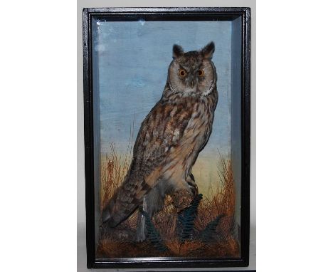 * A Victorian taxidermy Long-Eared Owl (Asio oatus), full mount, perched on a branch within a naturalistic setting with paint