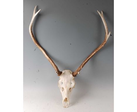 A pair of stag antlers on upper skull mount, w.66cm.