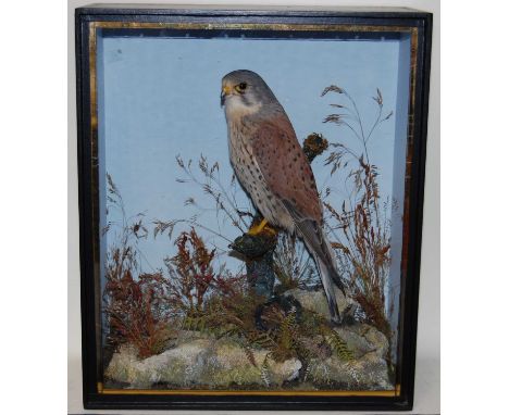 * In the manner of John Cooper and Sons, a Victorian taxidermy Eurasian Sparrowhawk (Accipiter nisus), full mount perched on 