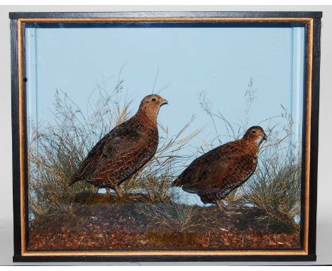 * A brace of taxidermy Quail (Coturnix coturnix), mounted in a naturalistic setting within an ebonised display case, bearing 