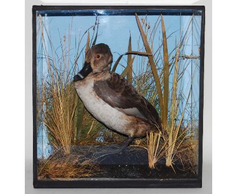 * A taxidermy Ring-necked Pochard (Aythya ferina), mounted in a naturalistic setting, within a glazed display case, bearing a