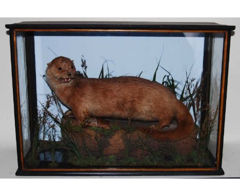 * An early 20th century taxidermy Otter (Lutra lutra) with fish prey beneath, mounted in a naturalistic setting, within an eb
