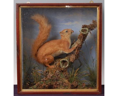 * An early 20th century taxidermy Red Squirrel (Sciurus vulgaris), mounted on a tree branch with a nut in its mouth, within a