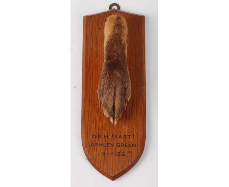 * A mid-20th century taxidermy Fox (Vulpes vulpes) pad, mounted on an oak shield, annotated "OB.H. (East) Ashley Green 9.1.52